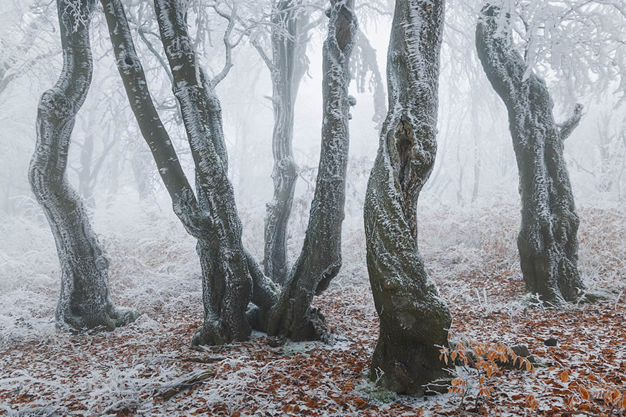 Frozen Forest Beautiful Landscape Photography By Martin Rak