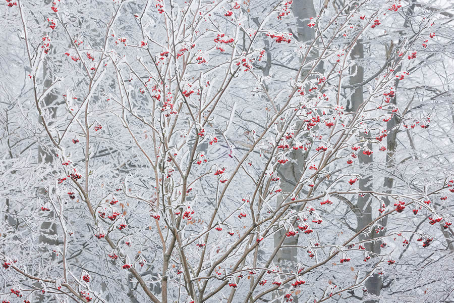 Frozen Forest Beautiful Landscape Photography By Martin Rak