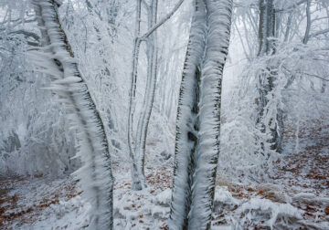 Frozen Forest Beautiful Landscape Photography By Martin Rak