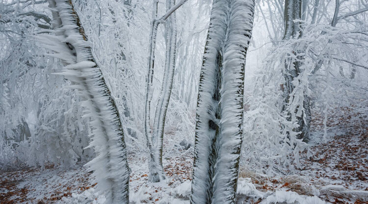 Frozen Forest Beautiful Landscape Photography By Martin Rak