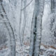 Frozen Forest Beautiful Landscape Photography By Martin Rak