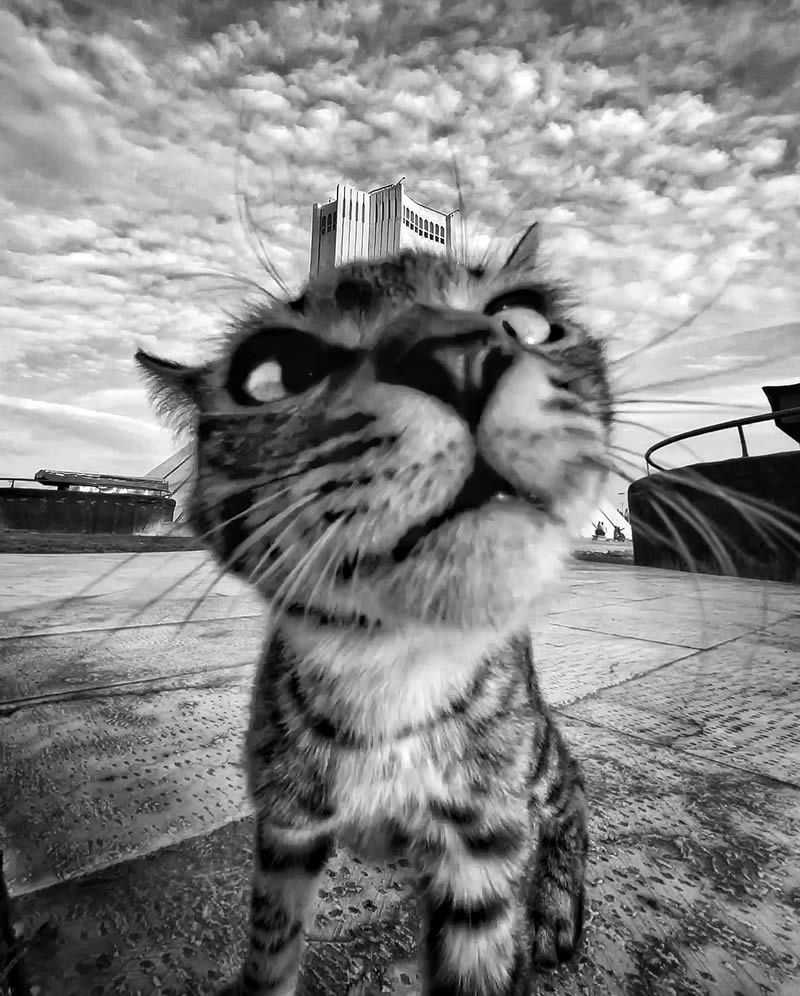 Funny Cat Photos with iPhone By Akbar Mehrinezhad