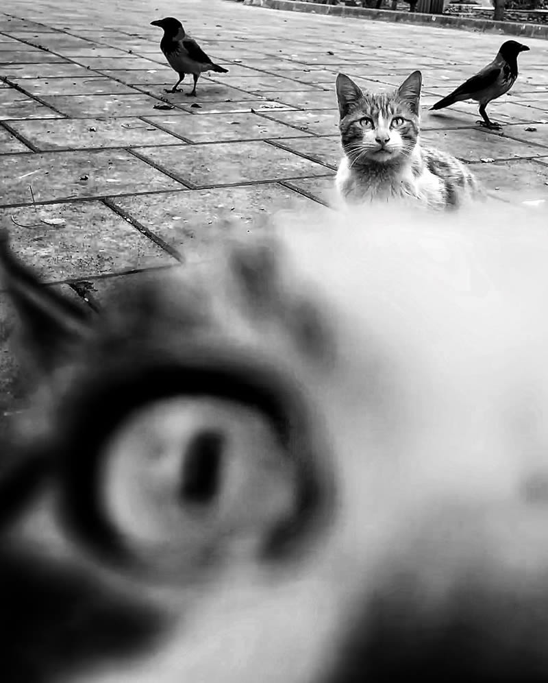 Funny Cat Photos with iPhone By Akbar Mehrinezhad