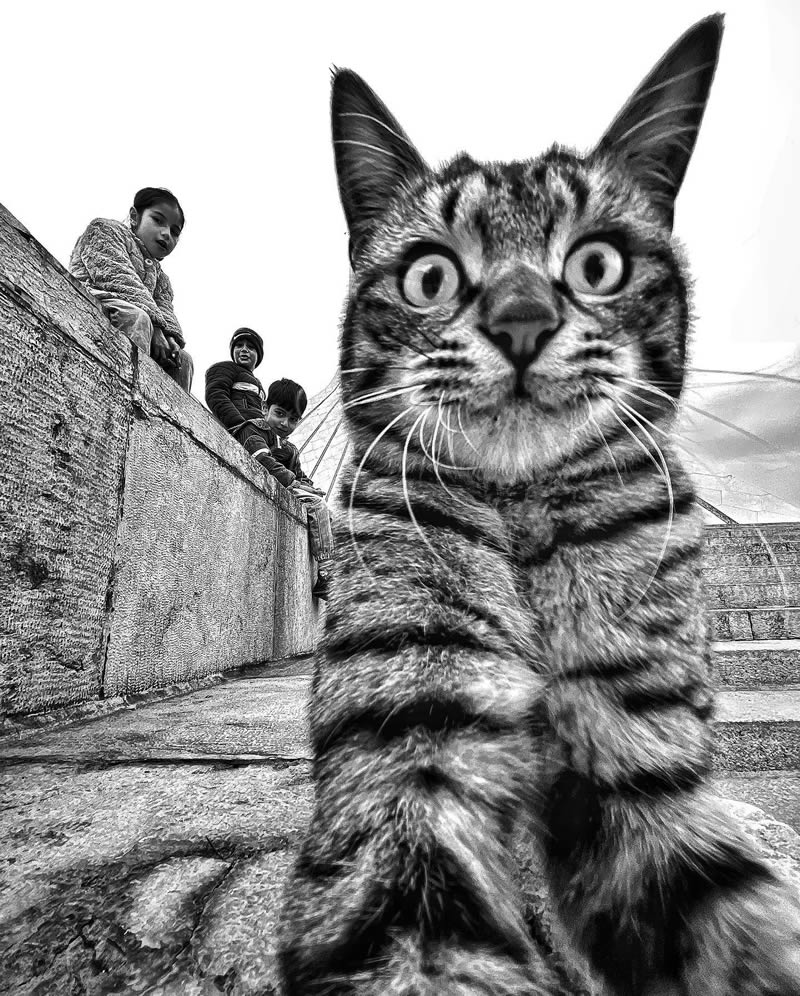 Funny Cat Photos with iPhone By Akbar Mehrinezhad