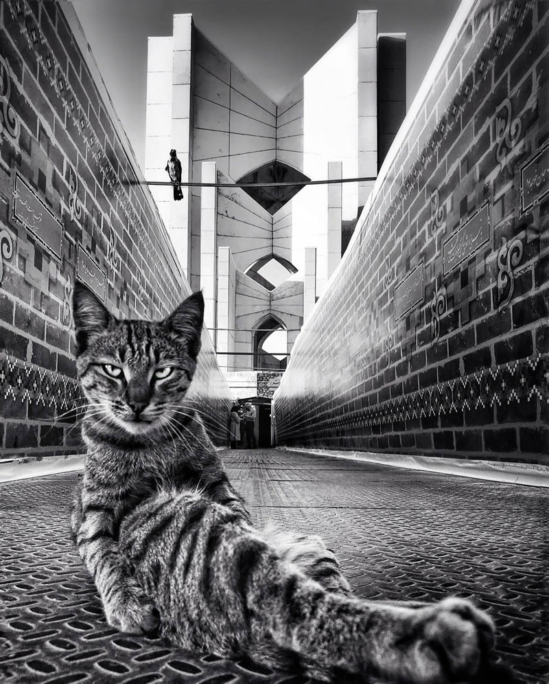 Funny Cat Photos with iPhone By Akbar Mehrinezhad