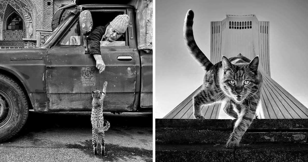 Iranian Photographer Akbar Mehrinezhad Captures Funny Cat Photos With His iPhone