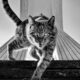 Funny Cat Photos with iPhone By Akbar Mehrinezhad