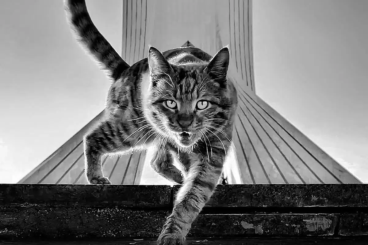 Funny Cat Photos with iPhone By Akbar Mehrinezhad