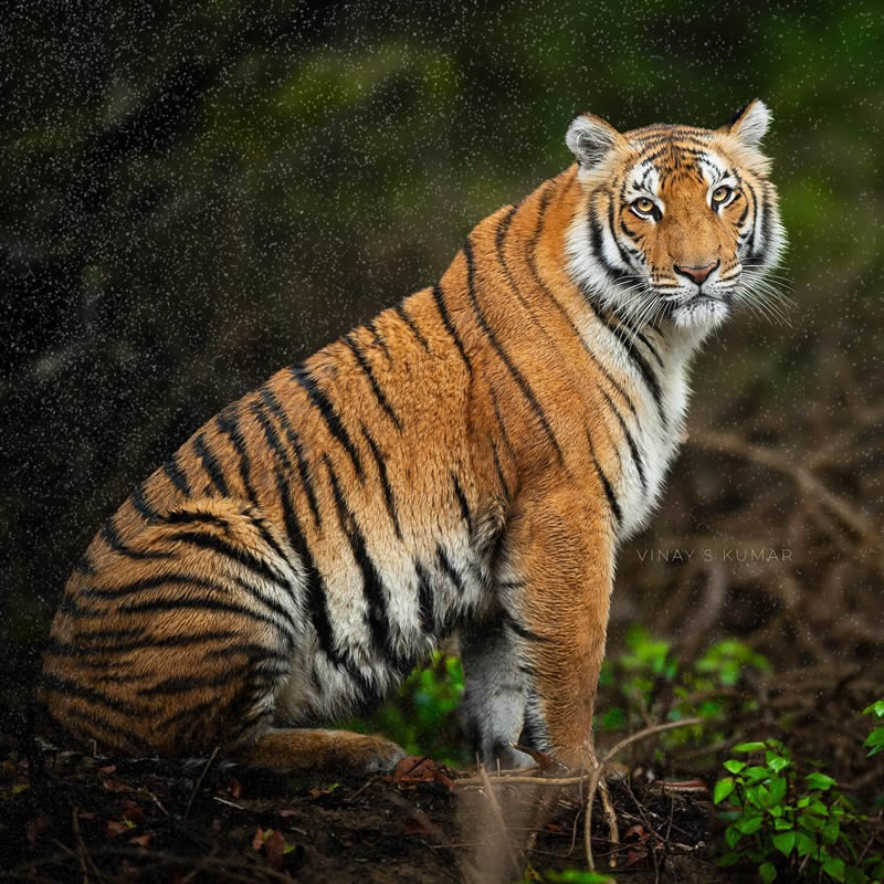 Indian Tiger Photography By Vinay S Kumar