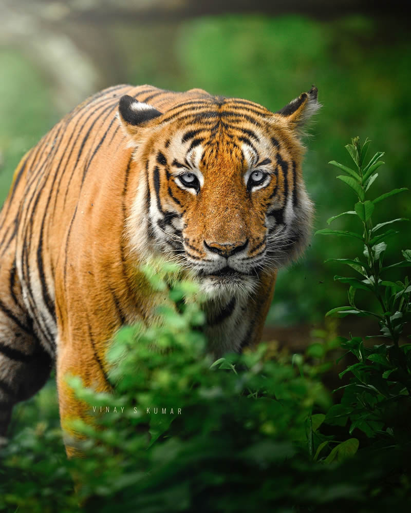 Indian Tiger Photography By Vinay S Kumar