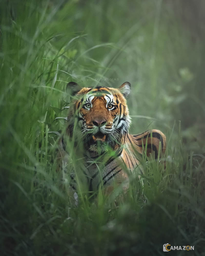 Indian Tiger Photography By Vinay S Kumar