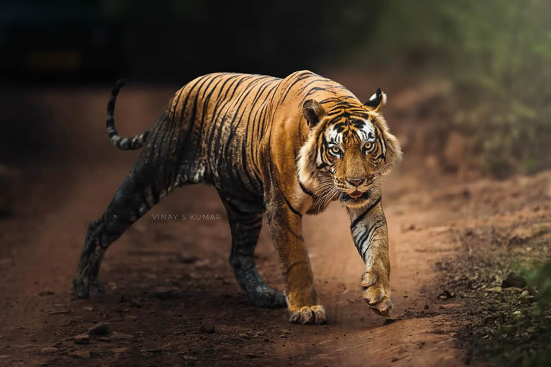 Indian Tiger Photography By Vinay S Kumar