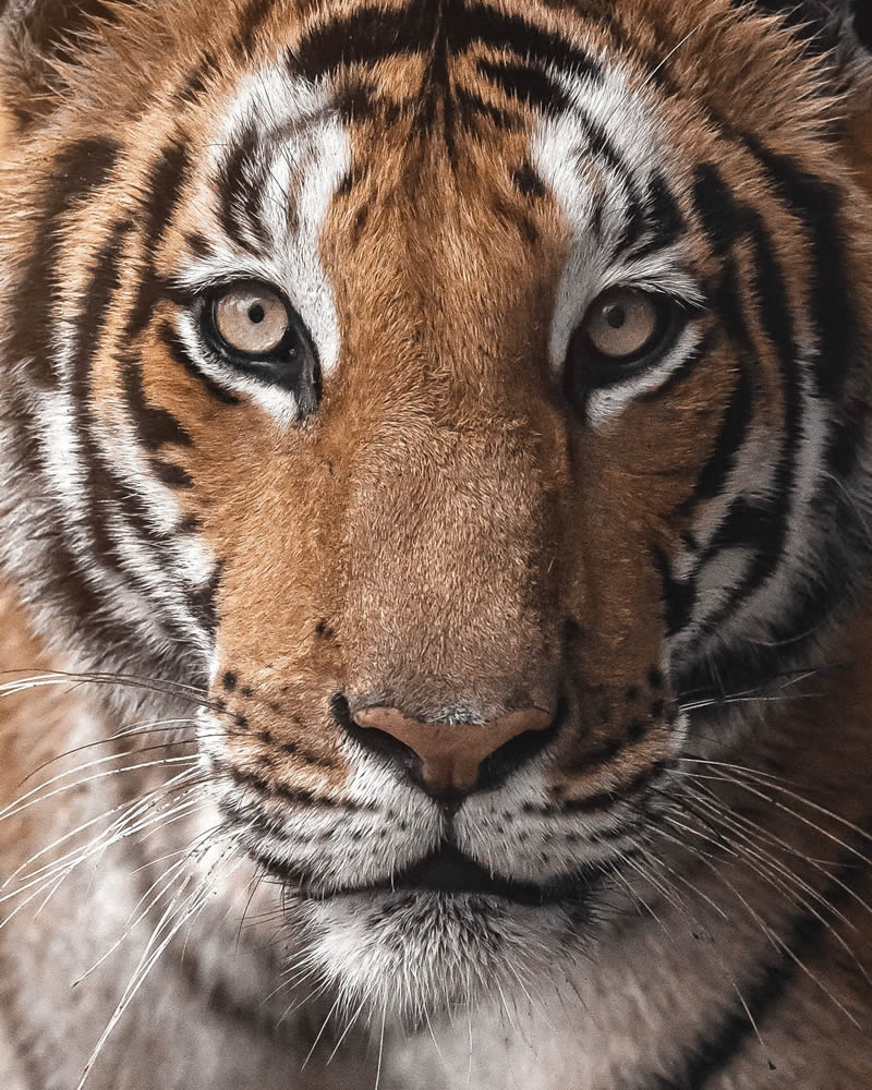 Indian Tiger Photography By Vinay S Kumar