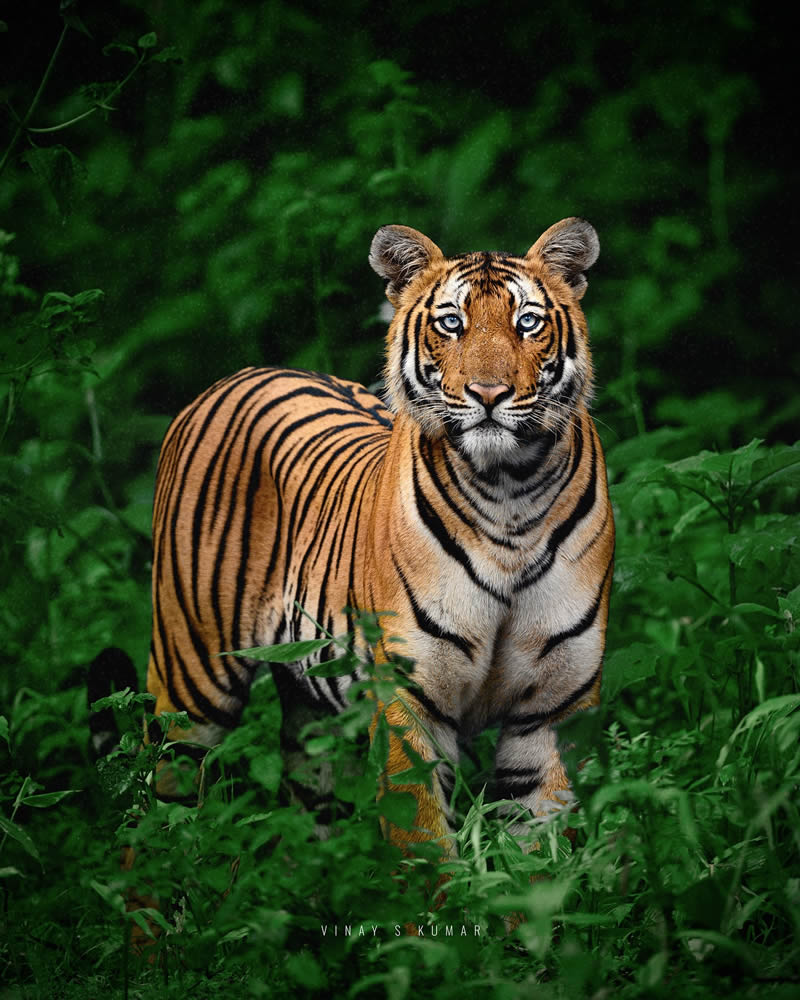 Indian Tiger Photography By Vinay S Kumar