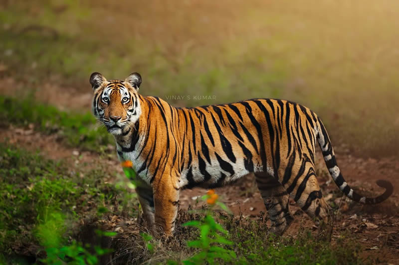 Indian Tiger Photography By Vinay S Kumar