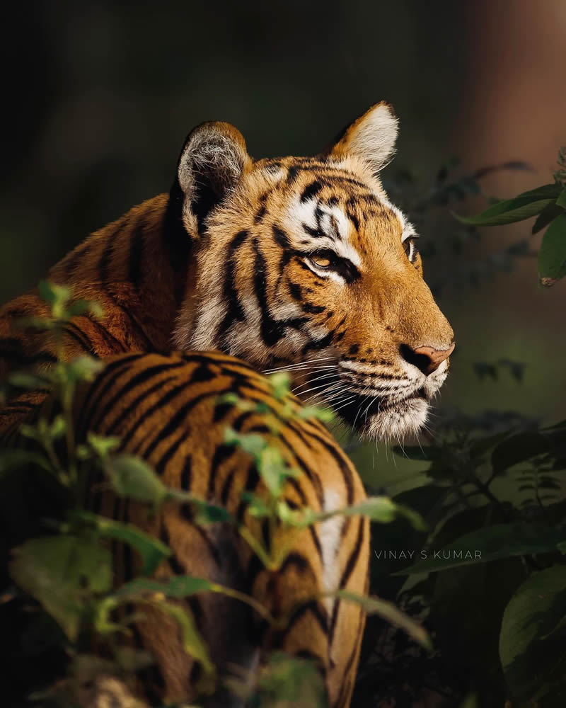 Indian Tiger Photography By Vinay S Kumar