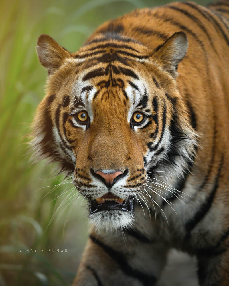 Indian Tiger Photography By Vinay S Kumar