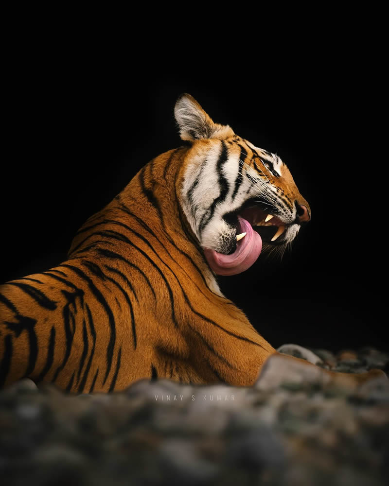 Indian Tiger Photography By Vinay S Kumar