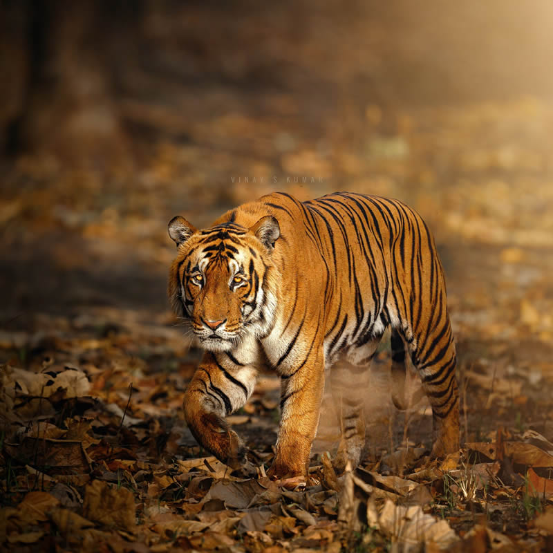 Indian Tiger Photography By Vinay S Kumar