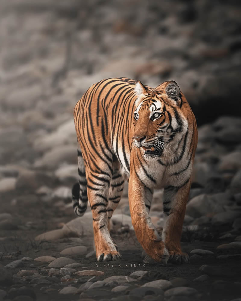 Indian Tiger Photography By Vinay S Kumar