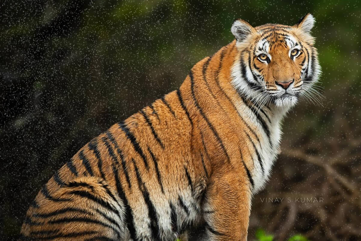 Photographer Vinay S Kumar Captures Incredible Photos Of Tigers Roaming ...