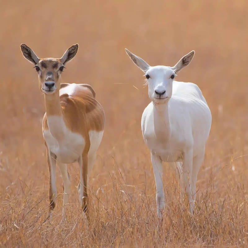 Best Photos Of Indian Wildlife Photography