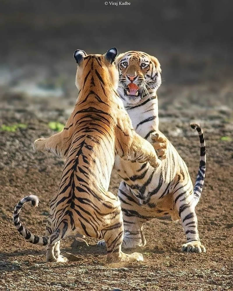 Best Photos Of Indian Wildlife Photography