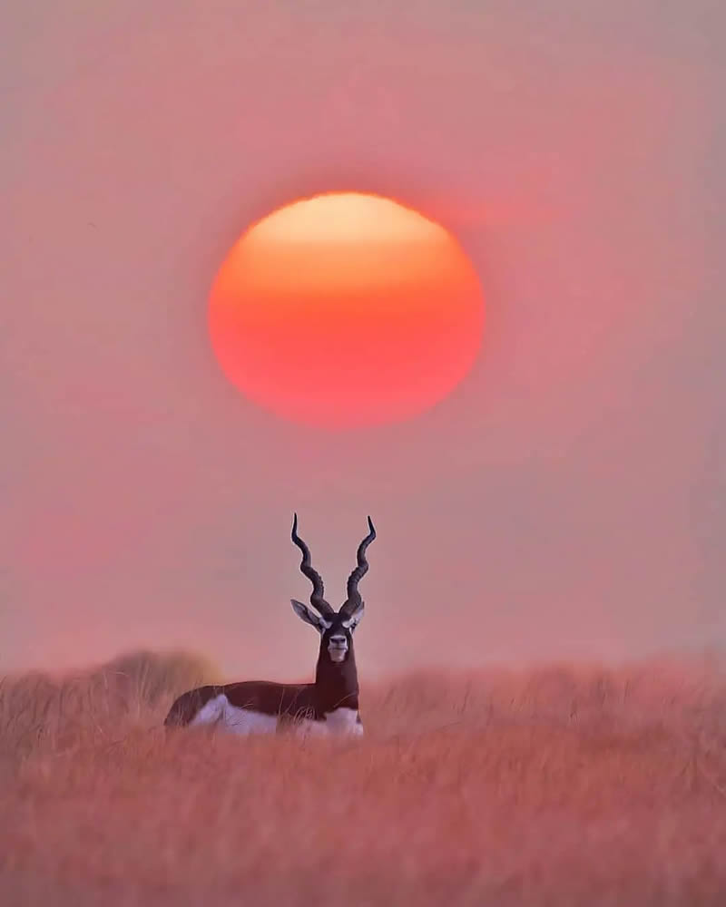 Best Photos Of Indian Wildlife Photography