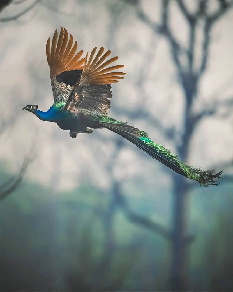 Best Photos Of Indian Wildlife Photography