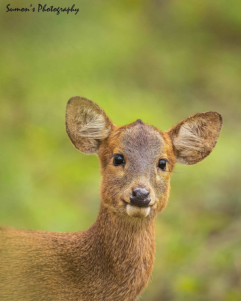 Best Photos Of Indian Wildlife Photography