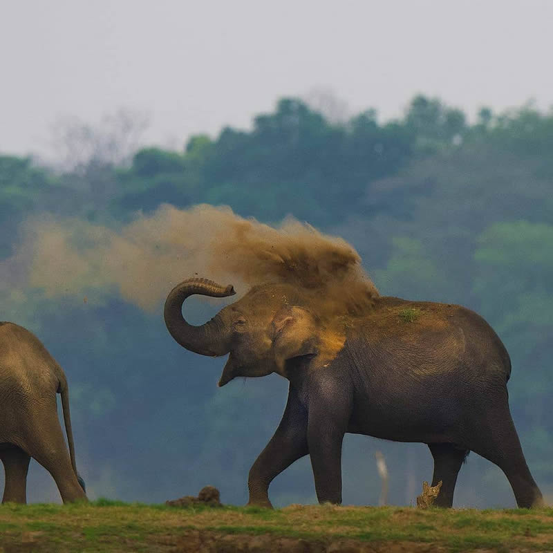 Best Photos Of Indian Wildlife Photography