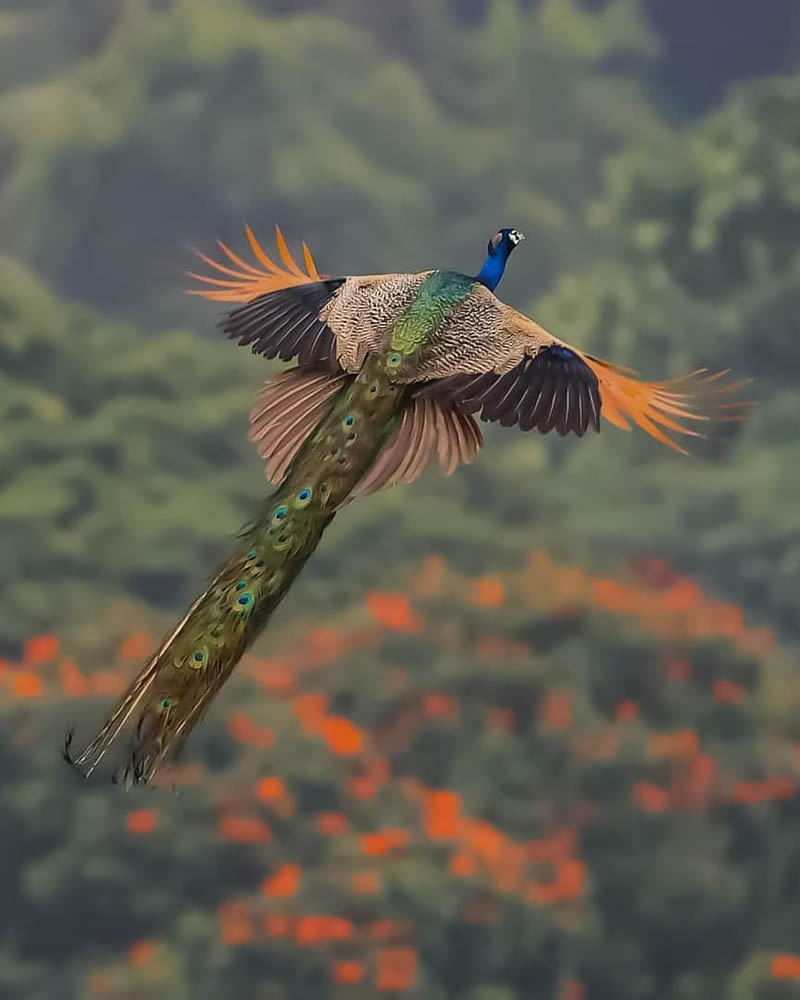 Best Photos Of Indian Wildlife Photography