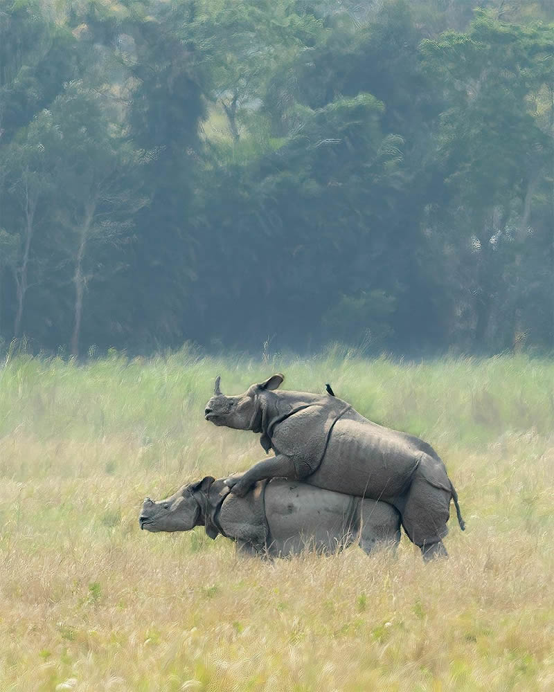 Best Photos Of Indian Wildlife Photography