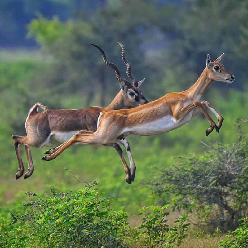 Best Photos Of Indian Wildlife Photography