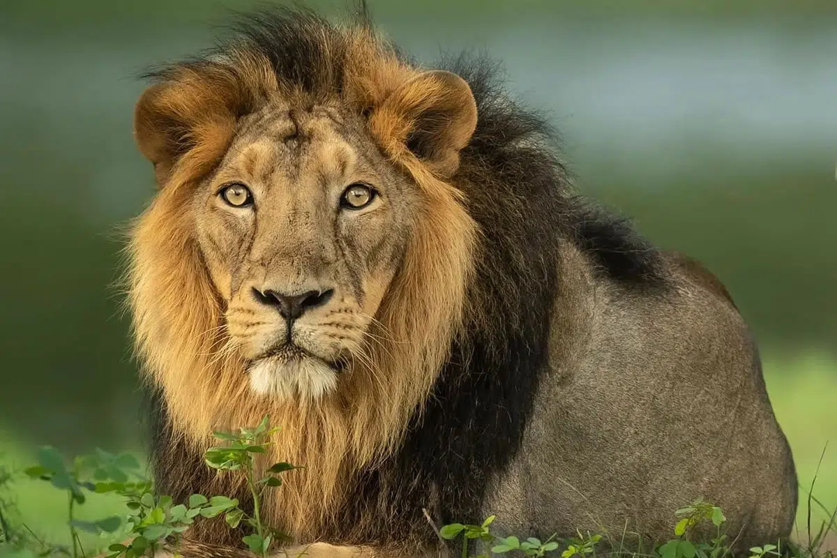 Best Photos Of Indian Wildlife Photography