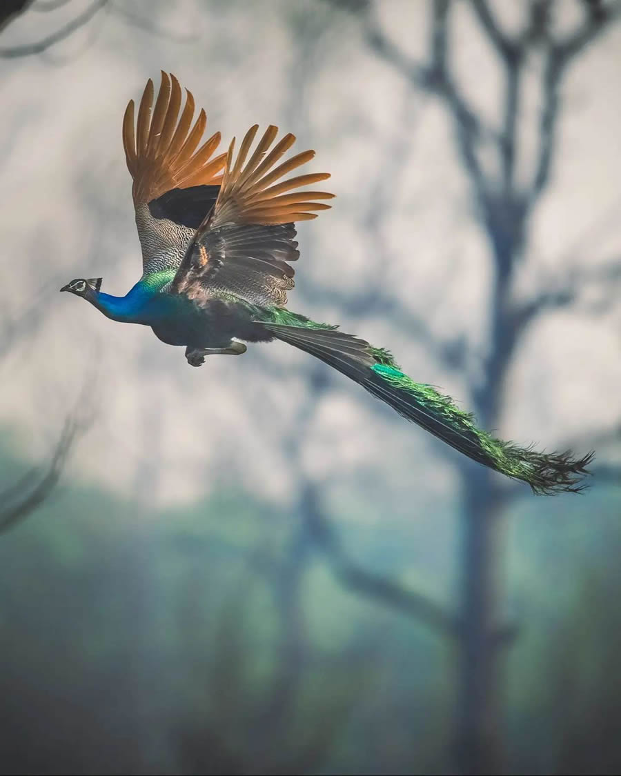 Indian Wildlife Photography By Urmil Jhaveri