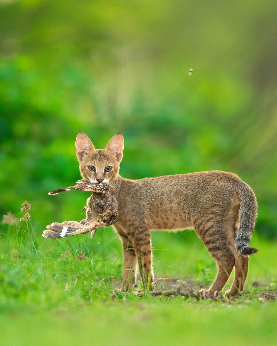 Indian Wildlife Photography By Urmil Jhaveri