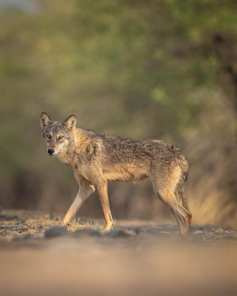 Indian Wildlife Photography By Urmil Jhaveri