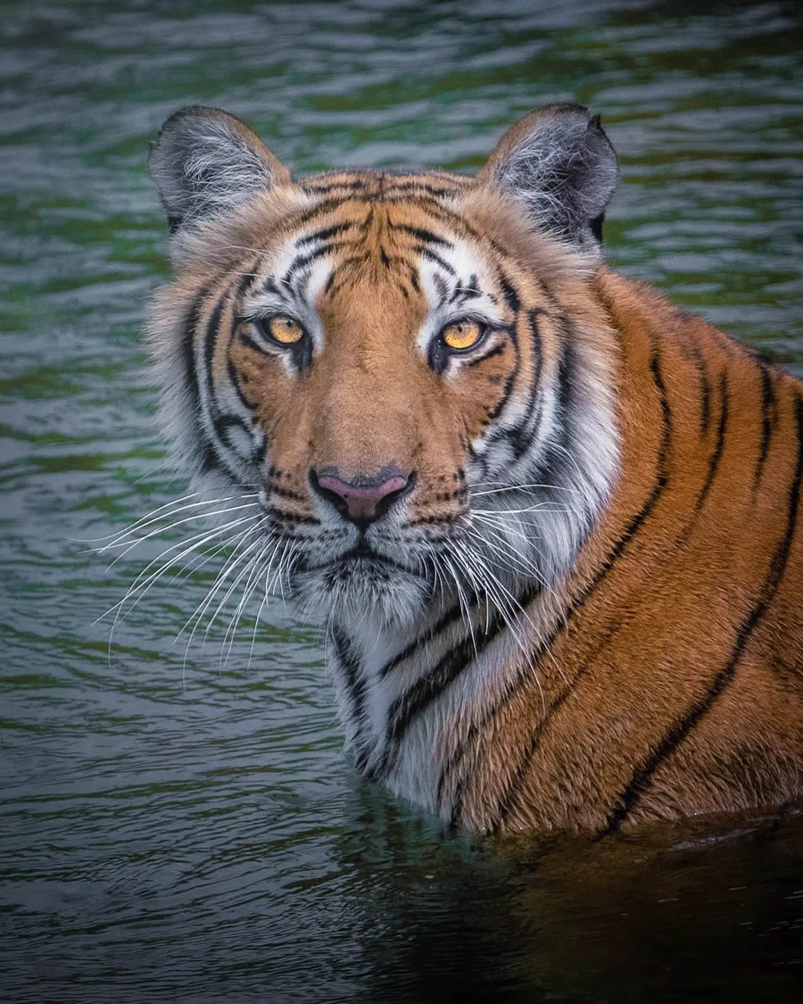 Indian Wildlife Photography By Urmil Jhaveri