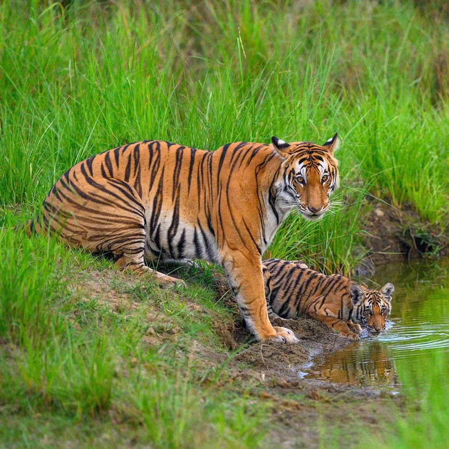 Indian Wildlife Photography By Urmil Jhaveri