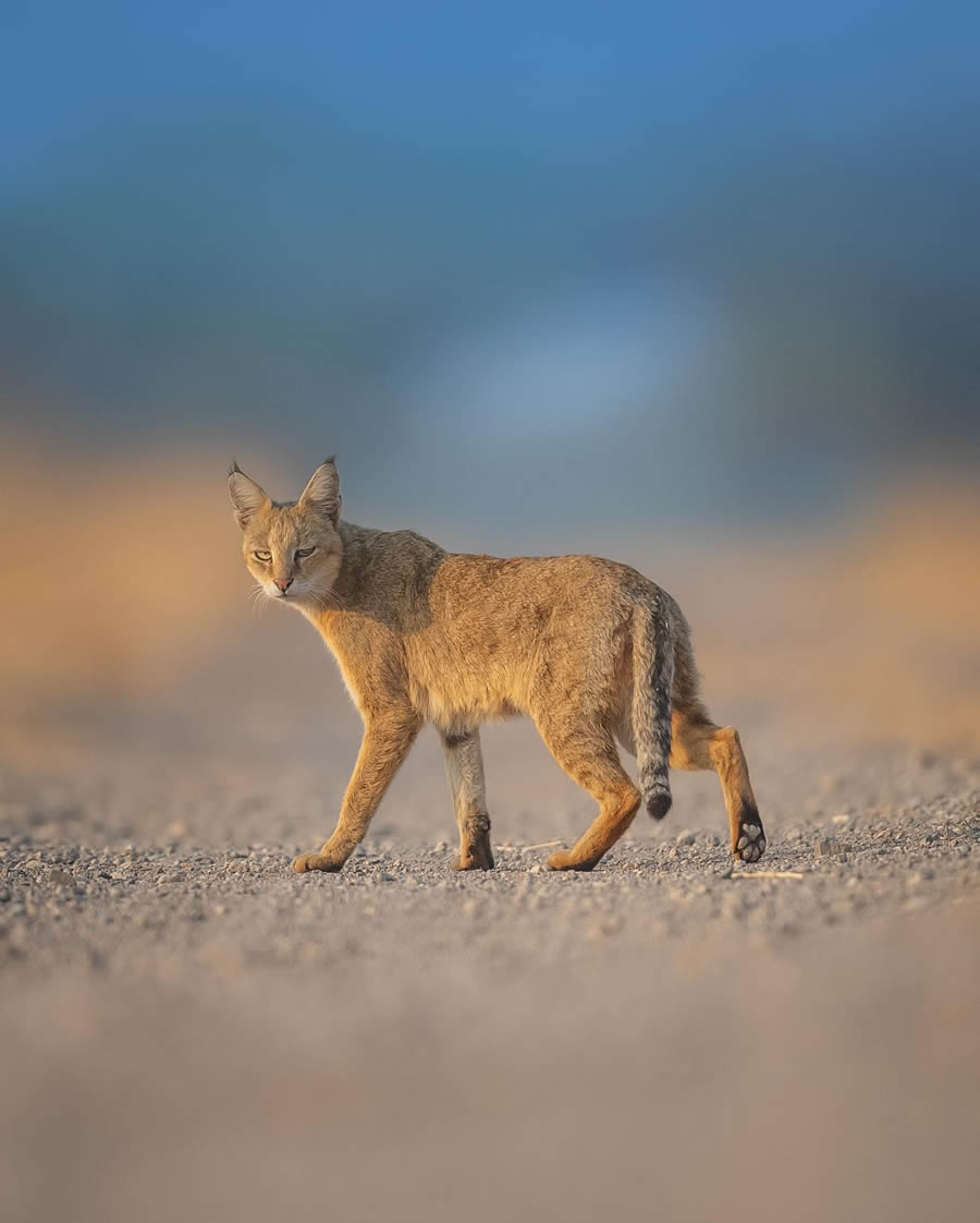 Indian Wildlife Photography By Urmil Jhaveri