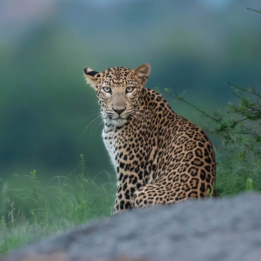 Indian Wildlife Photography By Urmil Jhaveri