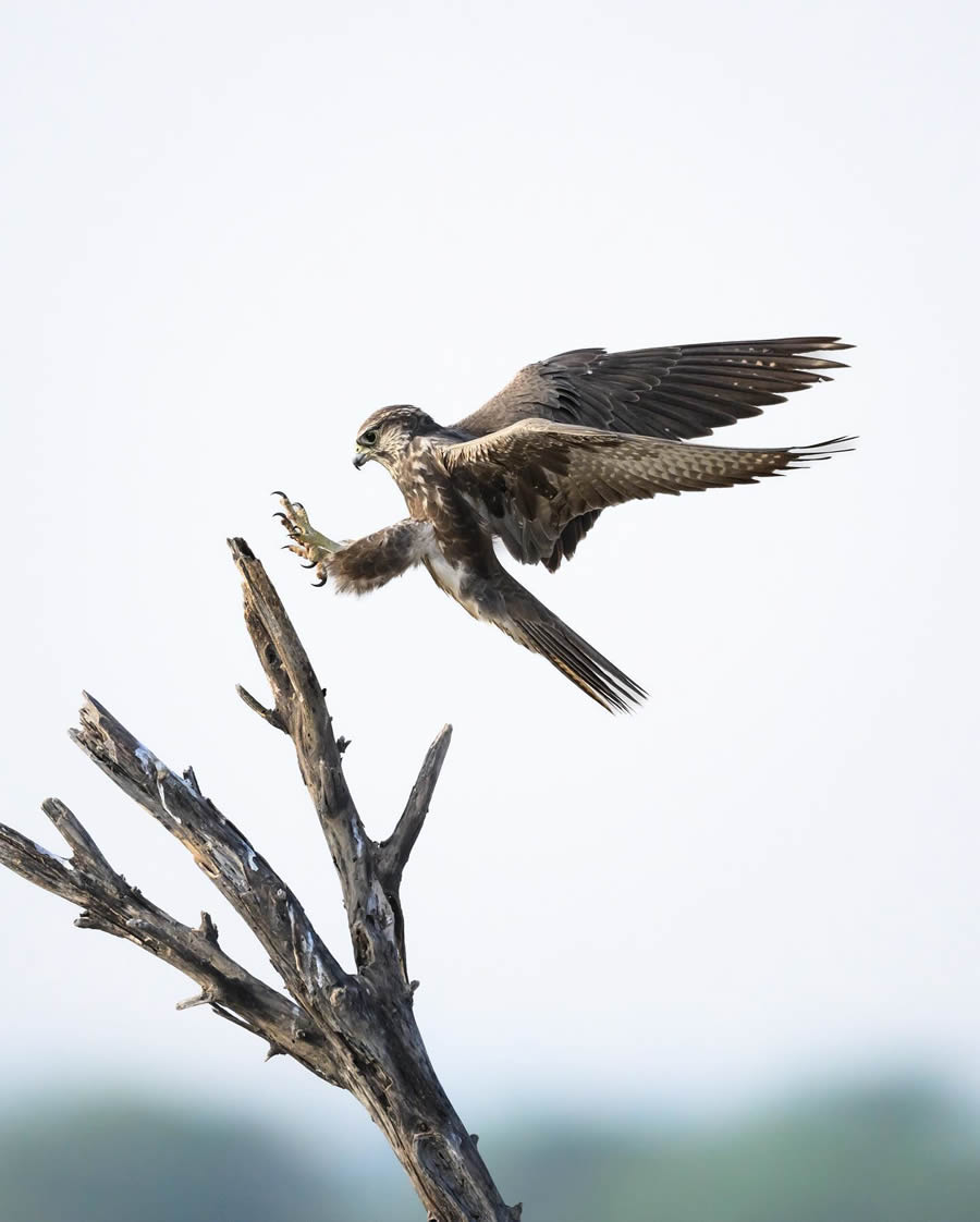 Indian Wildlife Photography By Urmil Jhaveri