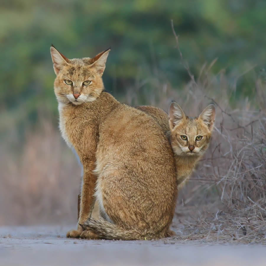 Indian Wildlife Photography By Urmil Jhaveri