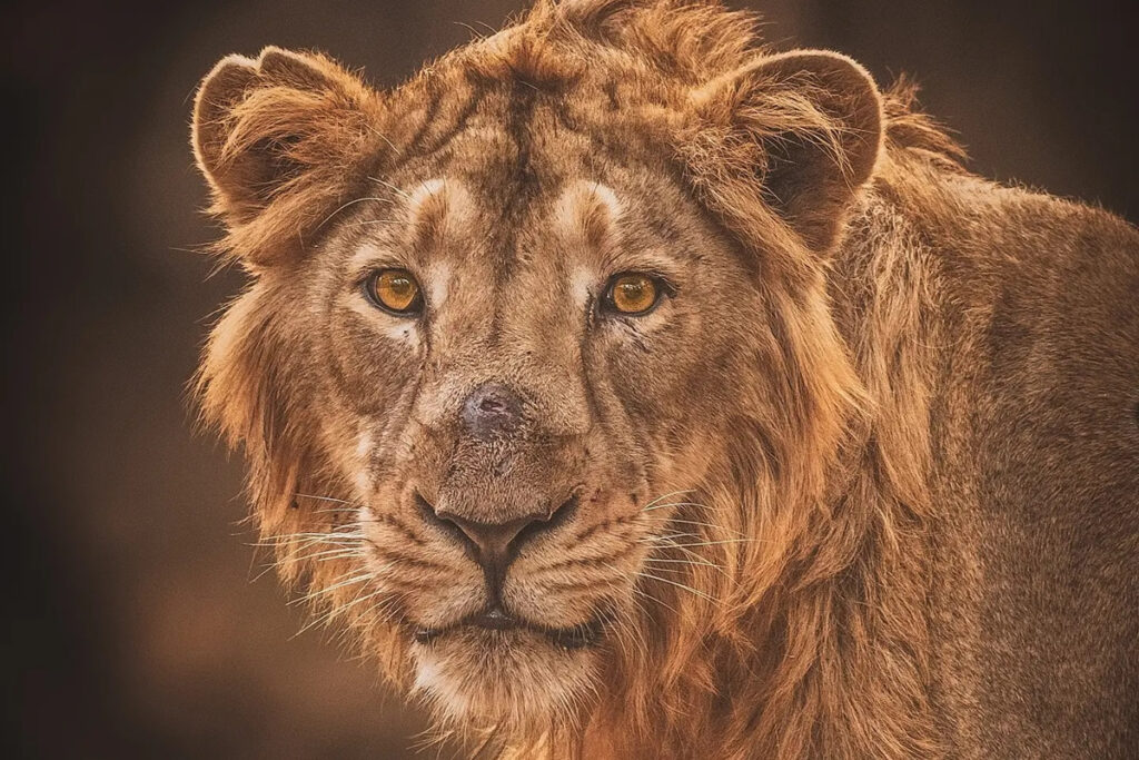 Indian Wildlife Photography By Urmil Jhaveri