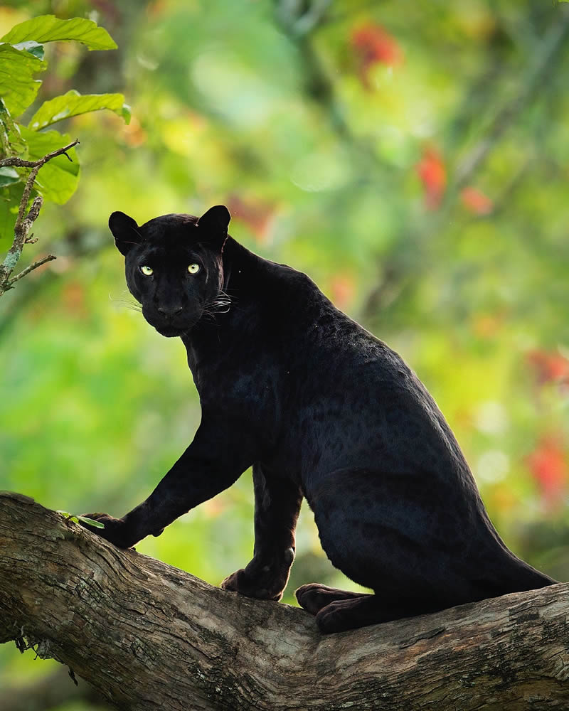 Incredible Indian Wildlife Photography By Yashas Narayan