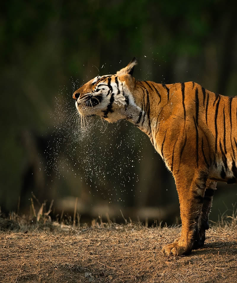 Incredible Indian Wildlife Photography By Yashas Narayan