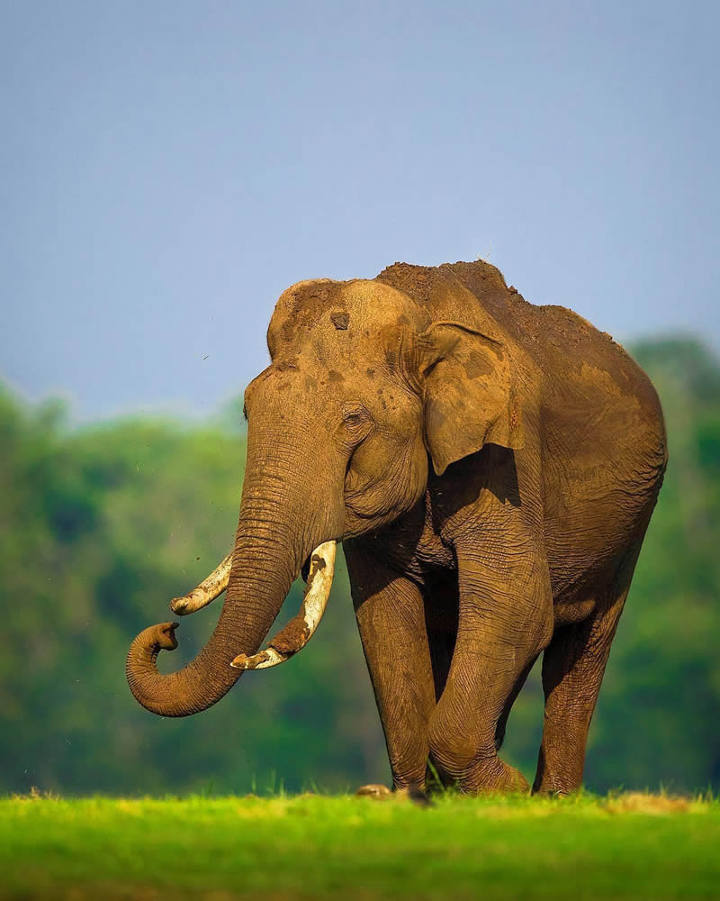 Incredible Indian Wildlife Photography By Yashas Narayan