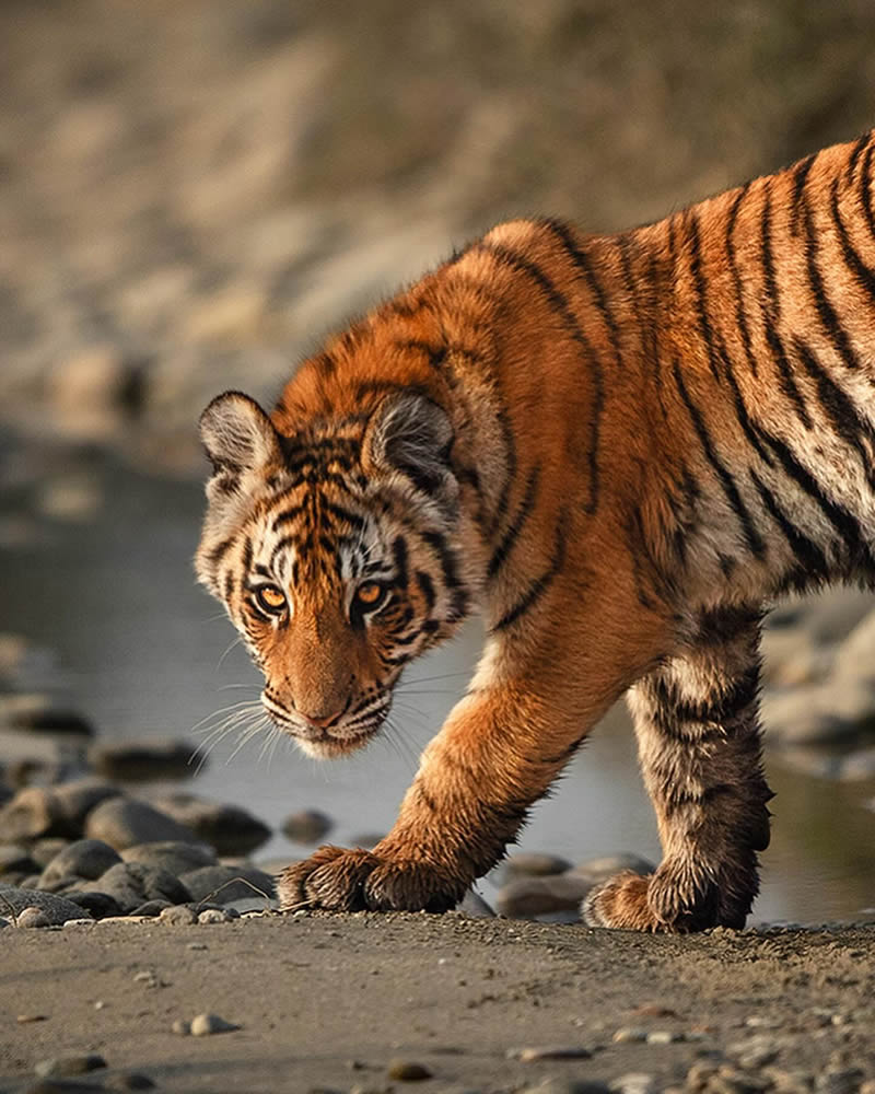 Incredible Indian Wildlife Photography By Yashas Narayan