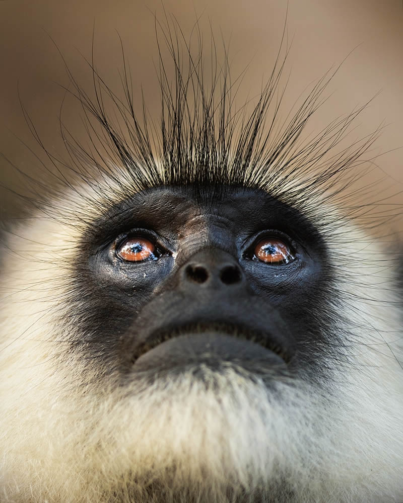 Incredible Indian Wildlife Photography By Yashas Narayan